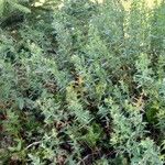 Galium boreale Облик