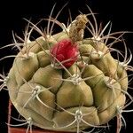 Gymnocalycium pflanzii Hábitos