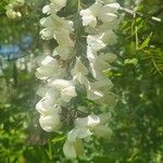 Acacia acanthaster Floare