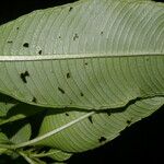 Ludwigia foliobracteolata Leaf