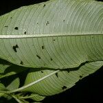 Ludwigia foliobracteolata List