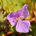 Tinantia pringlei Flower