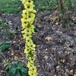 Verbascum nigrumফুল