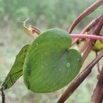 Heteranthera limosa পাতা