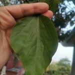 Catalpa bungei Leaf