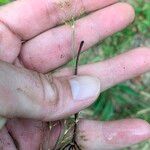 Fimbristylis autumnalis Leaf