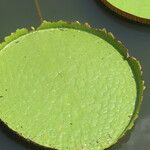 Victoria amazonica Yaprak