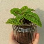 Pilea mollis Hoja