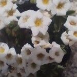 Saxifraga caesia Fula