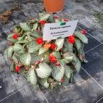 Episcia reptans