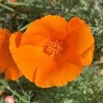 Eschscholzia caespitosa Flor