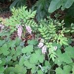 Indigofera decora Hábito