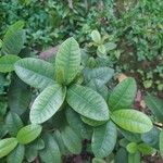 Ixora coccinea List