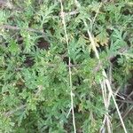 Lepidium didymum 葉