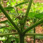 Croton hirtus Other