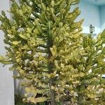 Euphorbia lactea Habitatea