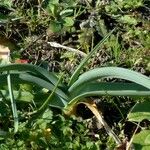 Allium polyanthum অভ্যাস