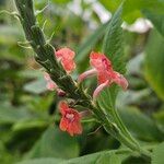 Stachytarpheta mutabilis Flower