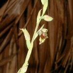 Calochilus neocaledonicus फूल