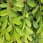 Exochorda × macrantha Leaf