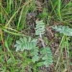 Astragalus exscapus Frunză