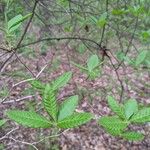 Rhododendron canescens Hoja