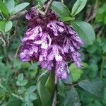 Orchis purpureaᱵᱟᱦᱟ