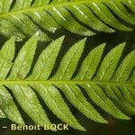 Pteris incompleta Blad