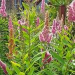 Spiraea salicifolia 形態