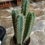 Pilosocereus pachycladus Hostoa