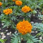 Tagetes erectaKukka