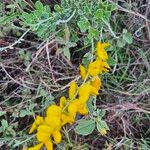 Crotalaria emarginellaFloro