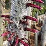 Cleistocactus strausii പുഷ്പം