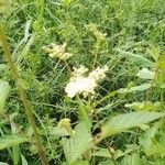 Filipendula ulmariaبرگ