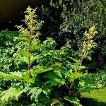 Rheum palmatum Libunga