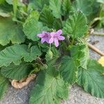 Erodium malacoides Floare