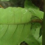 Trichilia prieuriana Feuille