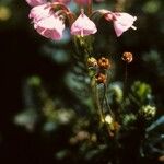Phyllodoce empetriformis Цветок