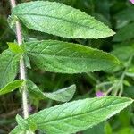 Epilobium hirsutumFuelha