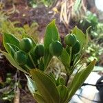 Pittosporum dzumacense Fruit