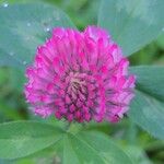 Trifolium pratenseപുഷ്പം