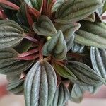 Peperomia caperata Φύλλο