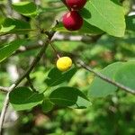 Ilex mucronata Fruit