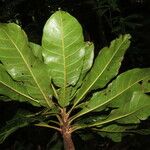 Chromolucuma congestifolia 叶