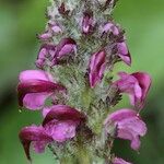 Pedicularis mixta Flower