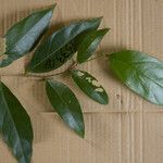 Leonia glycycarpa Hoja