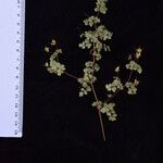 Thalictrum platycarpum Іншае