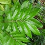 Dimocarpus longan Leaf