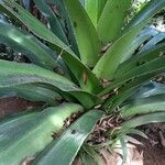 Bromelia karatas পাতা