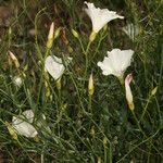 Calystegia longipes Агульны выгляд